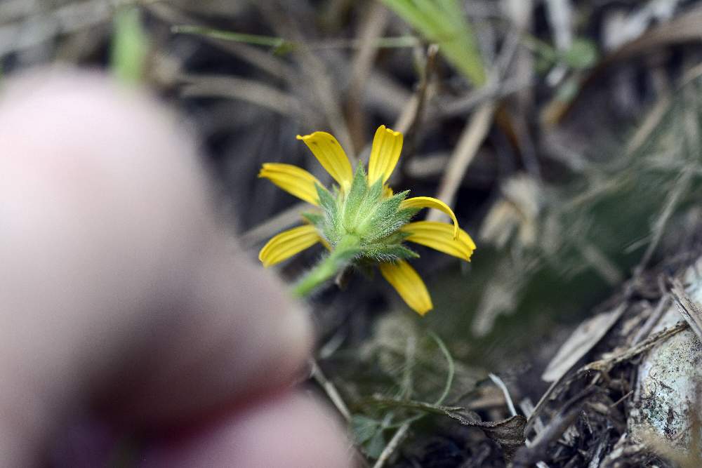 Asteraceae: Buphthalmum salicifolium (cfr.)